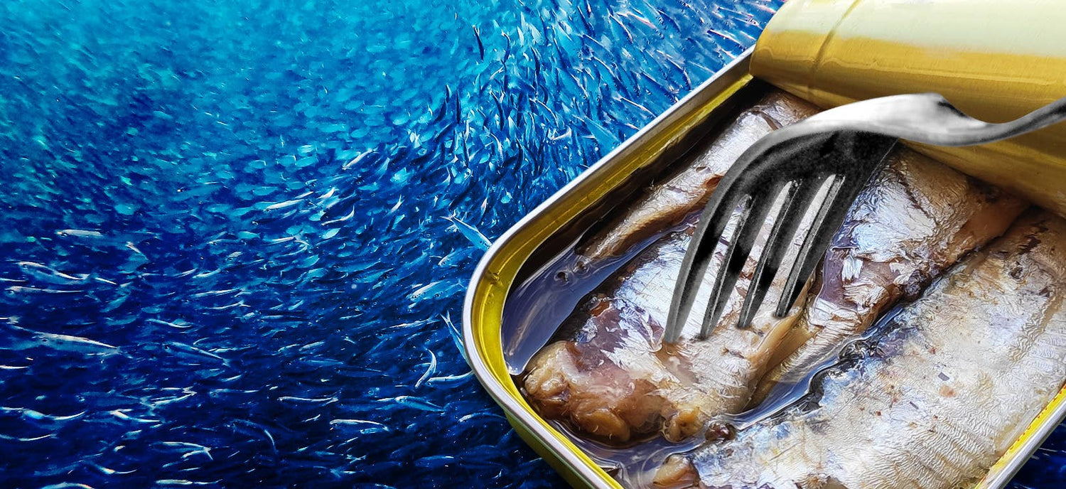 Tinned Fish